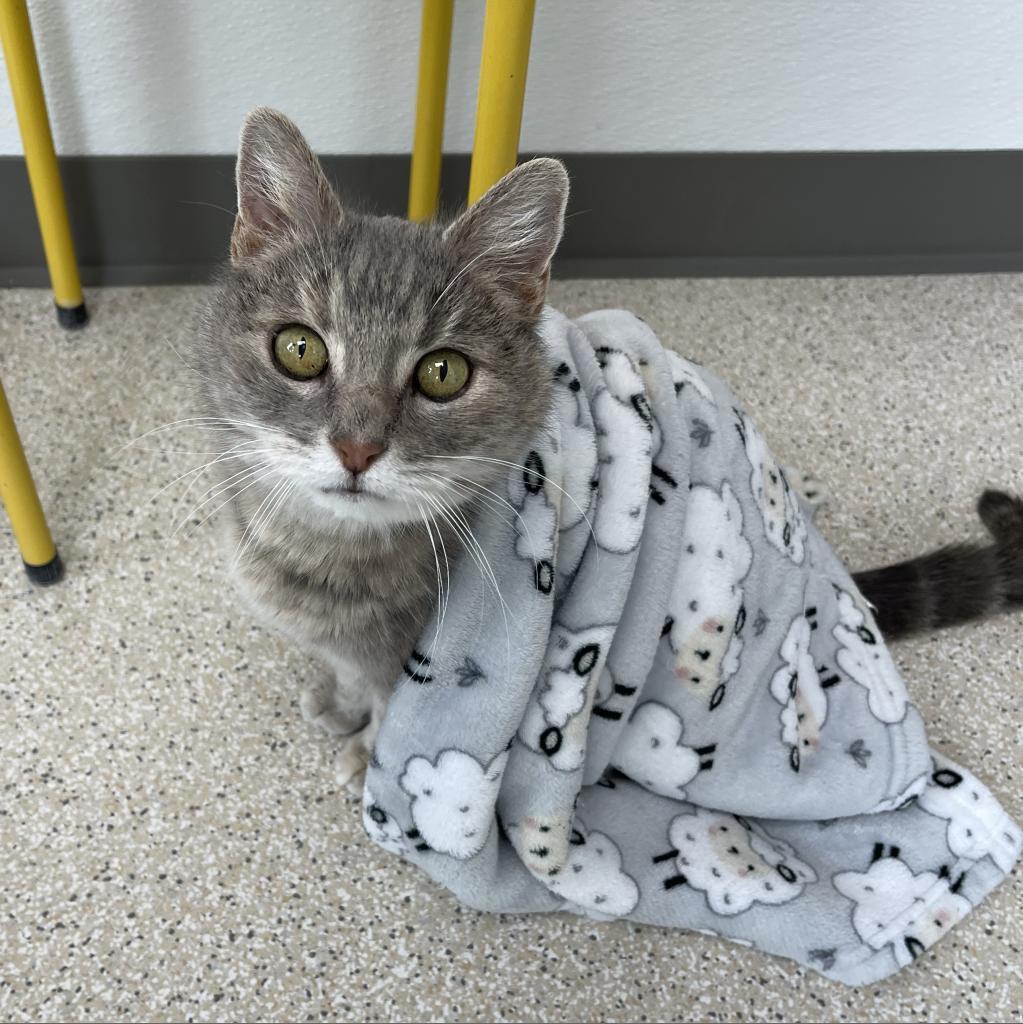 Zoom Zoom, an adoptable Domestic Medium Hair in St. Helena, CA, 94574 | Photo Image 3