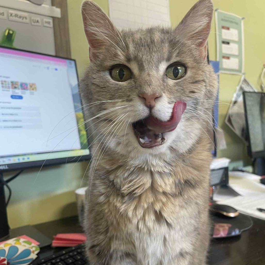 Zoom Zoom, an adoptable Domestic Medium Hair in St. Helena, CA, 94574 | Photo Image 4