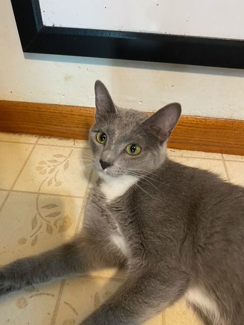 Tabasco, an adoptable Domestic Short Hair in Kohler, WI, 53044 | Photo Image 2