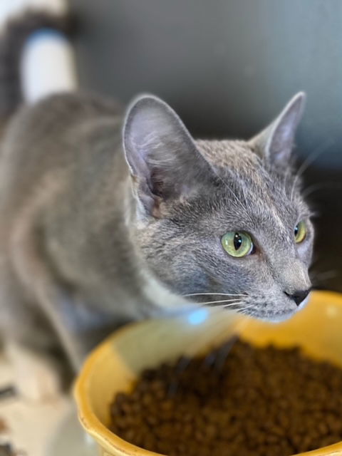 Tabasco, an adoptable Domestic Short Hair in Kohler, WI, 53044 | Photo Image 3