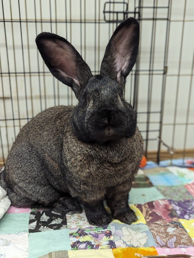 Silver 2024 flemish giant