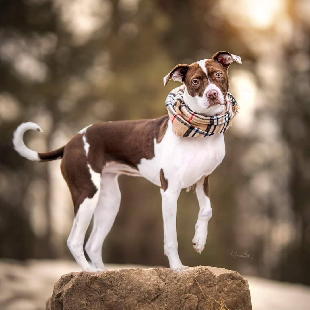 Maze, an adoptable Pit Bull Terrier in Arlee, MT, 59821 | Photo Image 1