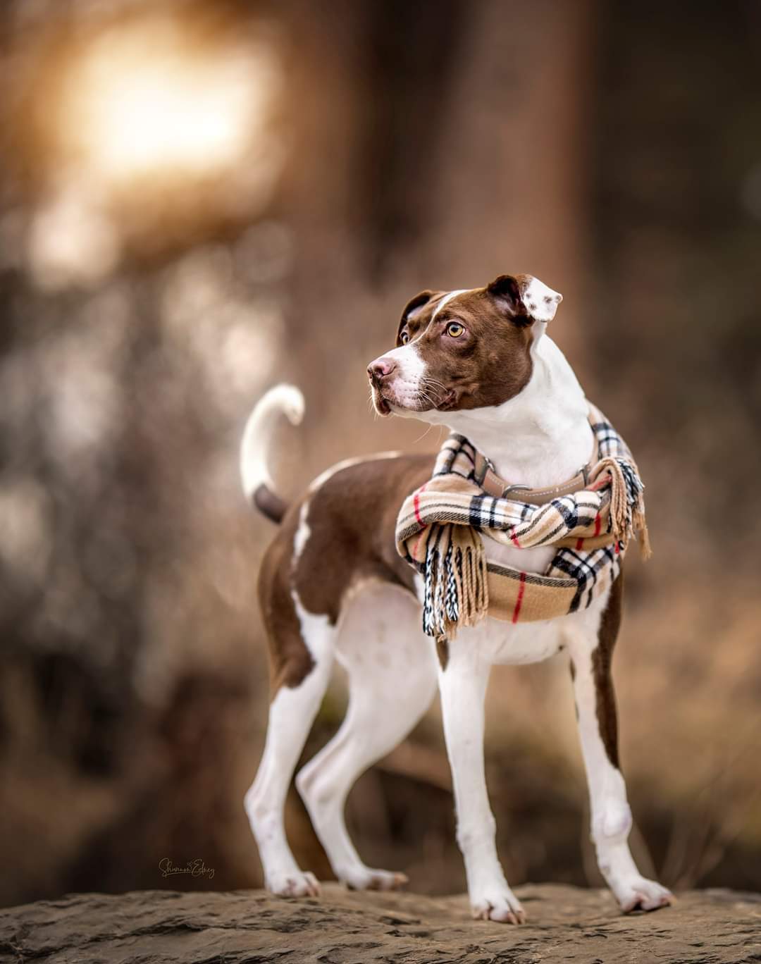 Maze, an adoptable Pit Bull Terrier in Arlee, MT, 59821 | Photo Image 2