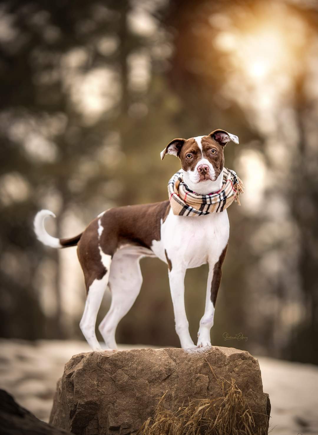 Maze, an adoptable Pit Bull Terrier in Arlee, MT, 59821 | Photo Image 3