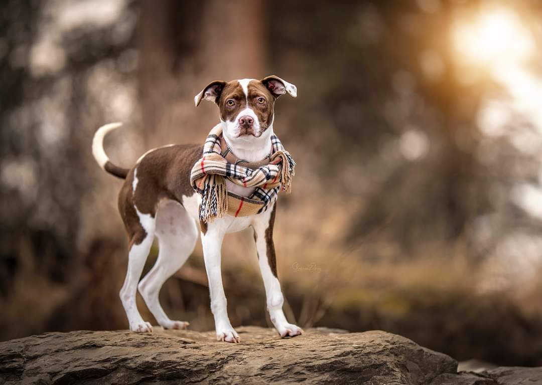 Maze, an adoptable Pit Bull Terrier in Arlee, MT, 59821 | Photo Image 4