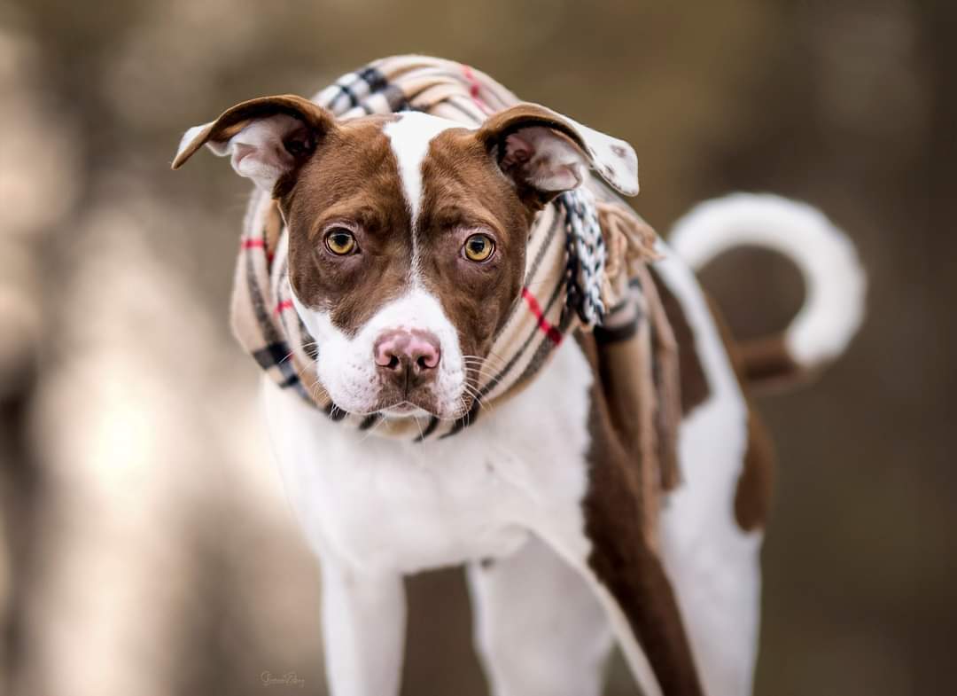 Maze, an adoptable Pit Bull Terrier in Arlee, MT, 59821 | Photo Image 5