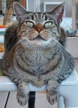 Ramen, Adult Female unknown
