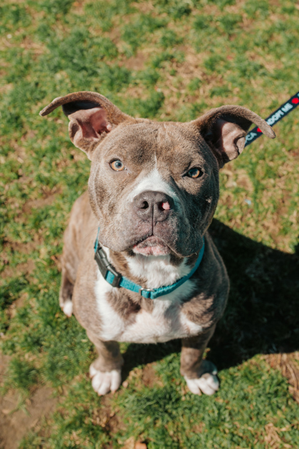 Dog for adoption - Muscle Man, a Mixed Breed in West Chester, PA ...