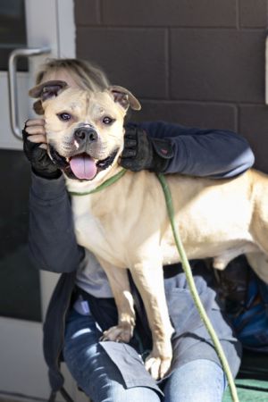 Come meet Lover Boy Hes a 2-year old cutie who made sure to spend time with all the ladies when