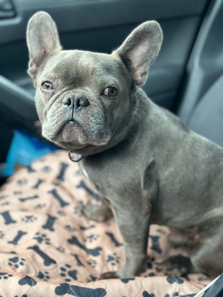 French bulldog rescue hot sale dfw