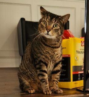 Bam Bam, Young Male Domestic Short Hair