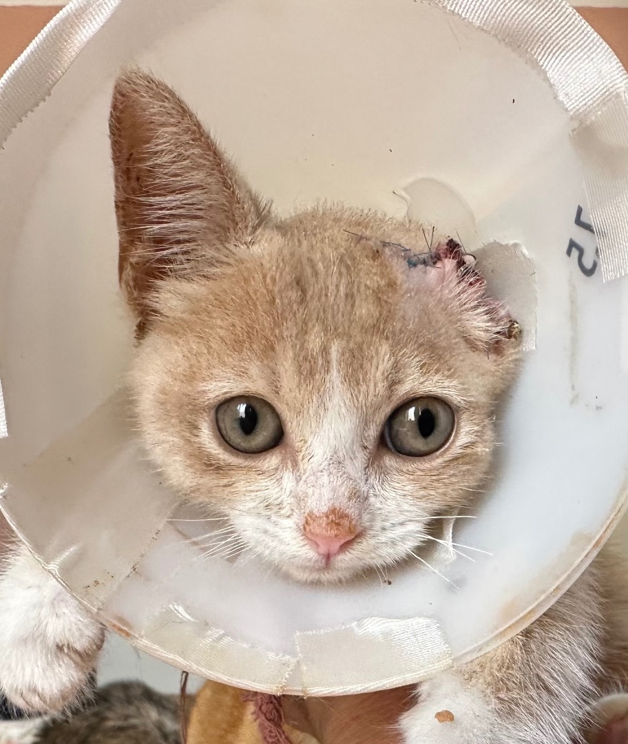 Sammy Van Gogh, an adoptable Domestic Short Hair in Oxnard, CA, 93035 | Photo Image 2