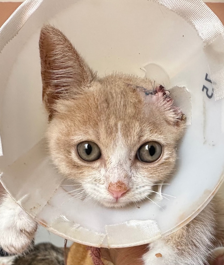 Sammy Van Gogh, an adoptable Domestic Short Hair in Oxnard, CA, 93035 | Photo Image 1