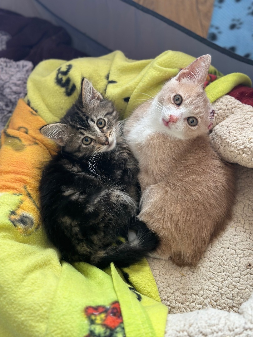 Sammy Van Gogh, an adoptable Domestic Short Hair in Oxnard, CA, 93035 | Photo Image 3