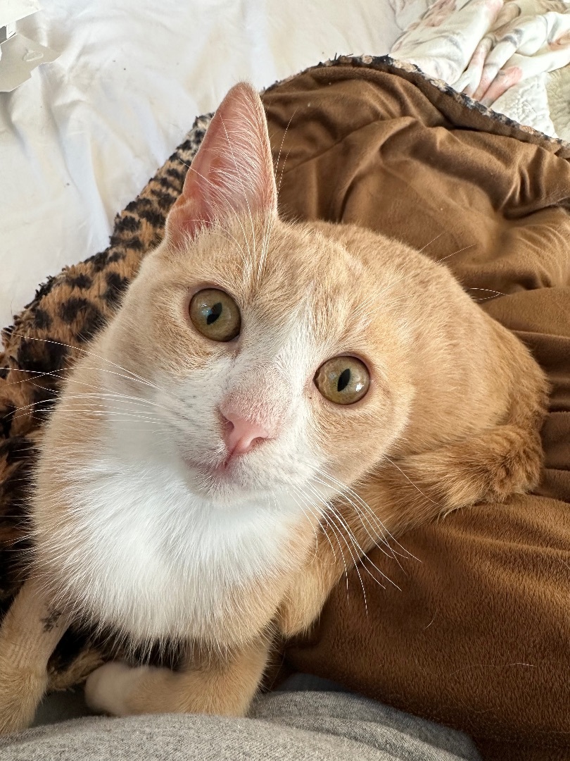 Sammy Van Gogh, an adoptable Domestic Short Hair in Oxnard, CA, 93035 | Photo Image 4