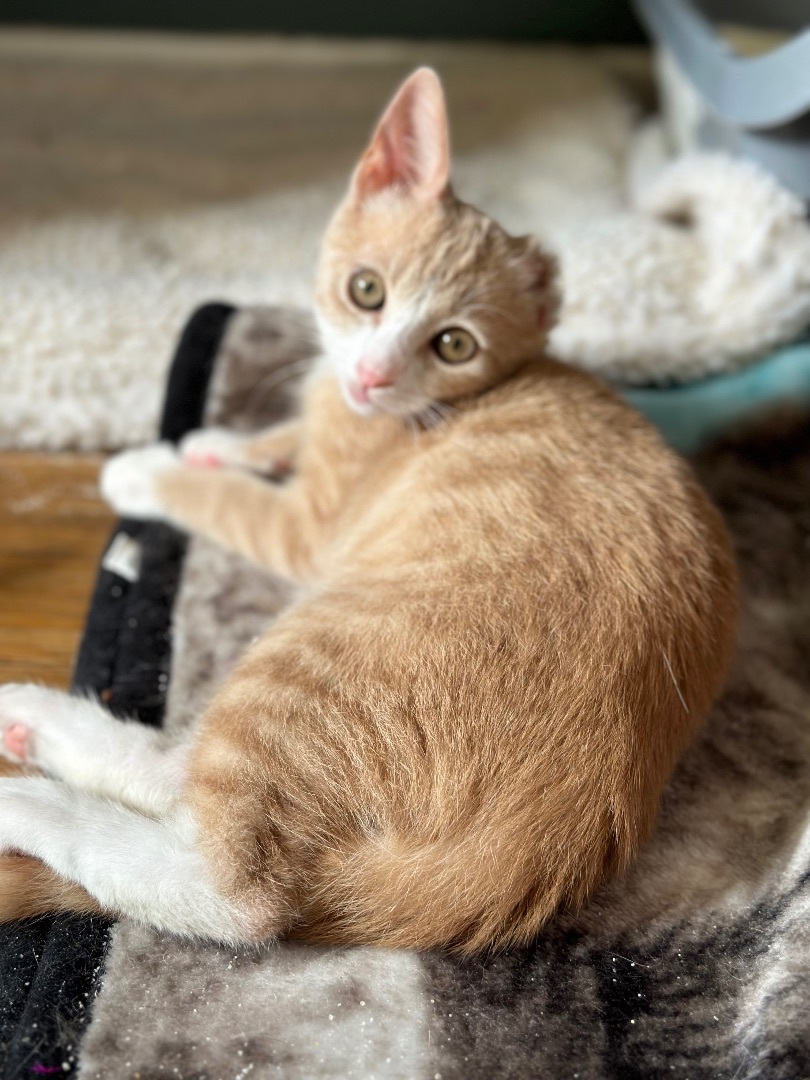 Sammy Van Gogh, an adoptable Domestic Short Hair in Oxnard, CA, 93035 | Photo Image 5