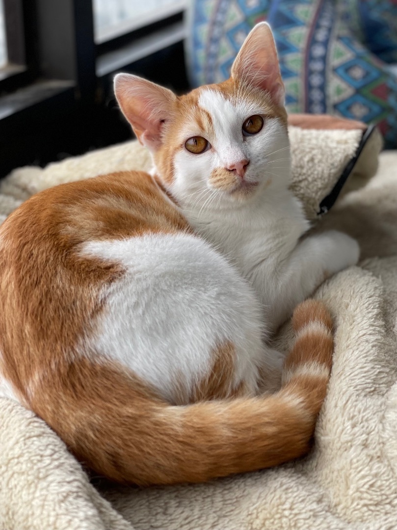 Bogie, an adoptable Domestic Short Hair in Oxnard, CA, 93035 | Photo Image 1