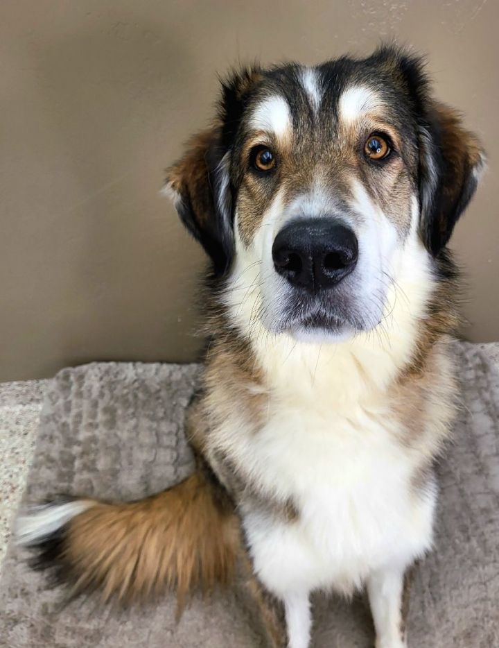 Pyrenees malamute sales