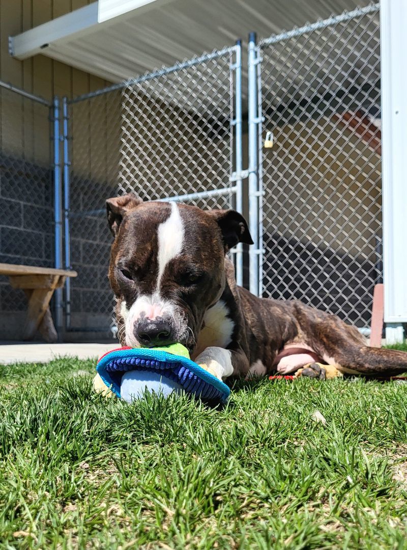 Yoshi 40833, an adoptable Pit Bull Terrier in Pocatello, ID, 83205 | Photo Image 2