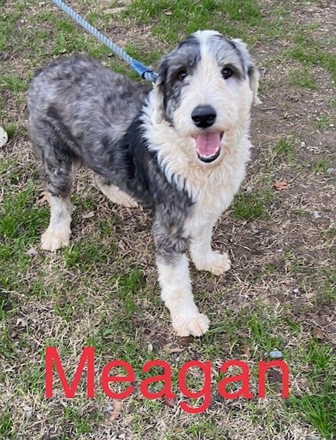 Petfinder old english store sheepdog