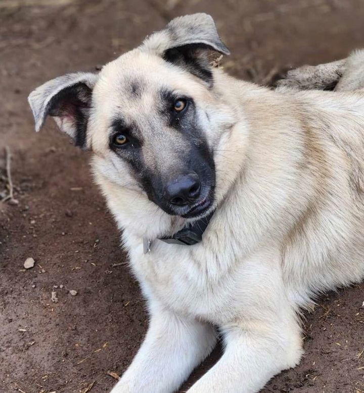 Malinois store rescue ranch