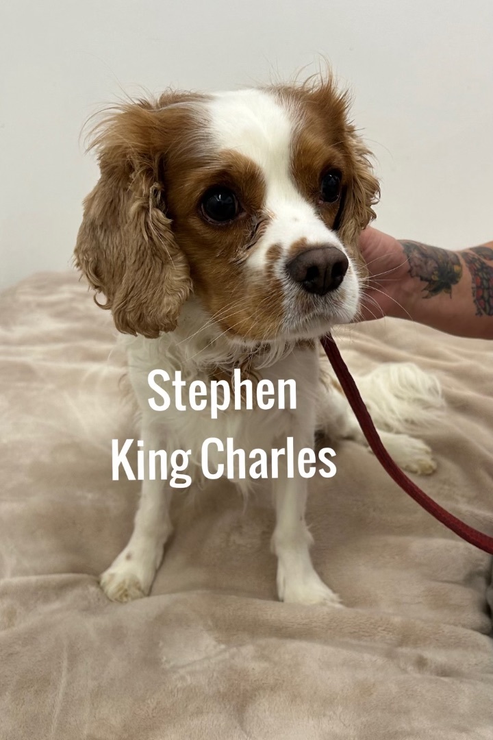 Petfinder cavalier sale king charles