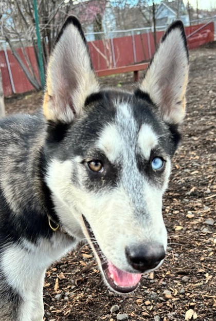 Chester, an adoptable Siberian Husky, Mixed Breed in Pendleton, OR, 97801 | Photo Image 1