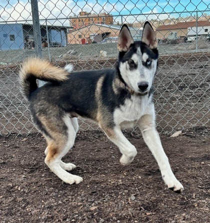 Chester, an adoptable Siberian Husky, Mixed Breed in Pendleton, OR, 97801 | Photo Image 2