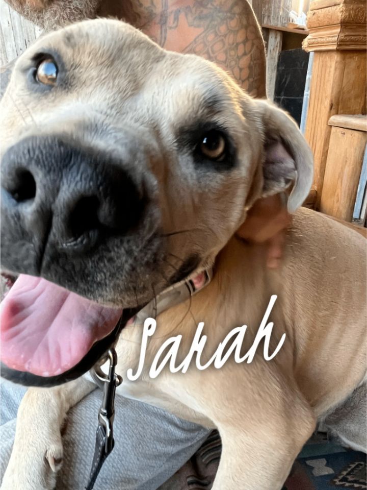 Dog for adoption Sarah a Pit Bull Terrier Mix in Levelland TX