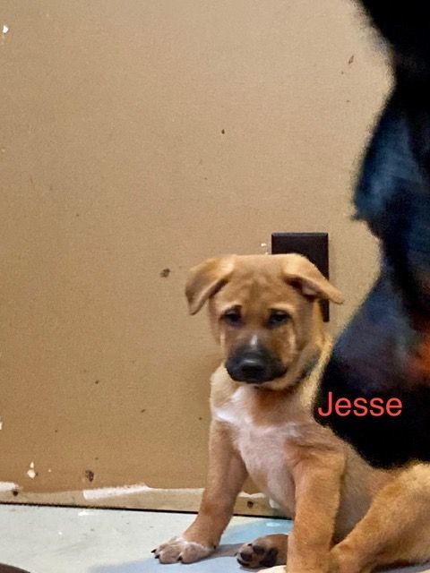 Jesse-I2393