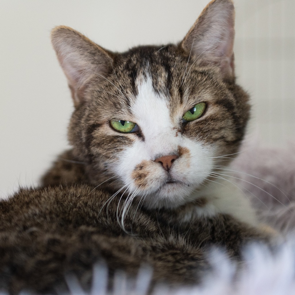 Marsalis, an adoptable Domestic Short Hair in Kanab, UT, 84741 | Photo Image 1