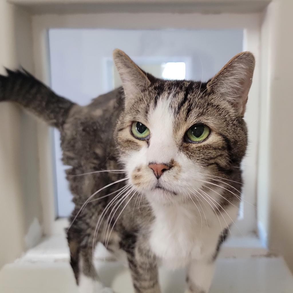 Marsalis, an adoptable Domestic Short Hair in Kanab, UT, 84741 | Photo Image 2