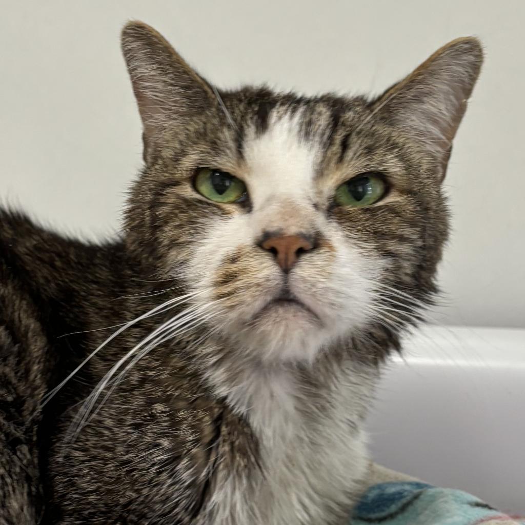 Marsalis, an adoptable Domestic Short Hair in Kanab, UT, 84741 | Photo Image 3