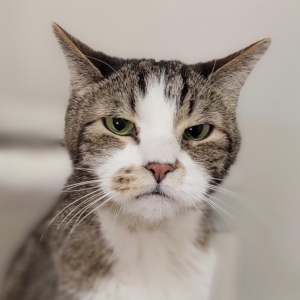 Marsalis, an adoptable Domestic Short Hair in Kanab, UT, 84741 | Photo Image 4