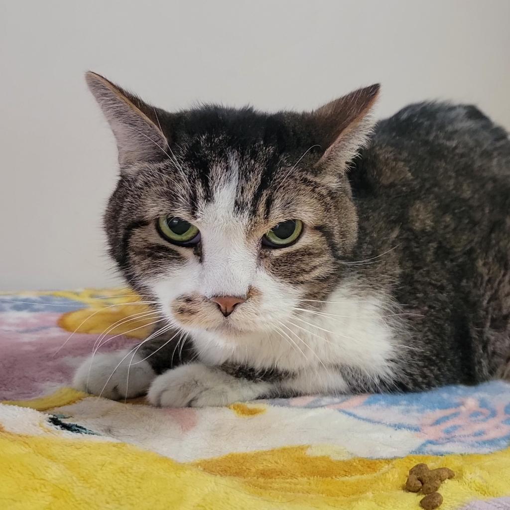 Marsalis, an adoptable Domestic Short Hair in Kanab, UT, 84741 | Photo Image 5