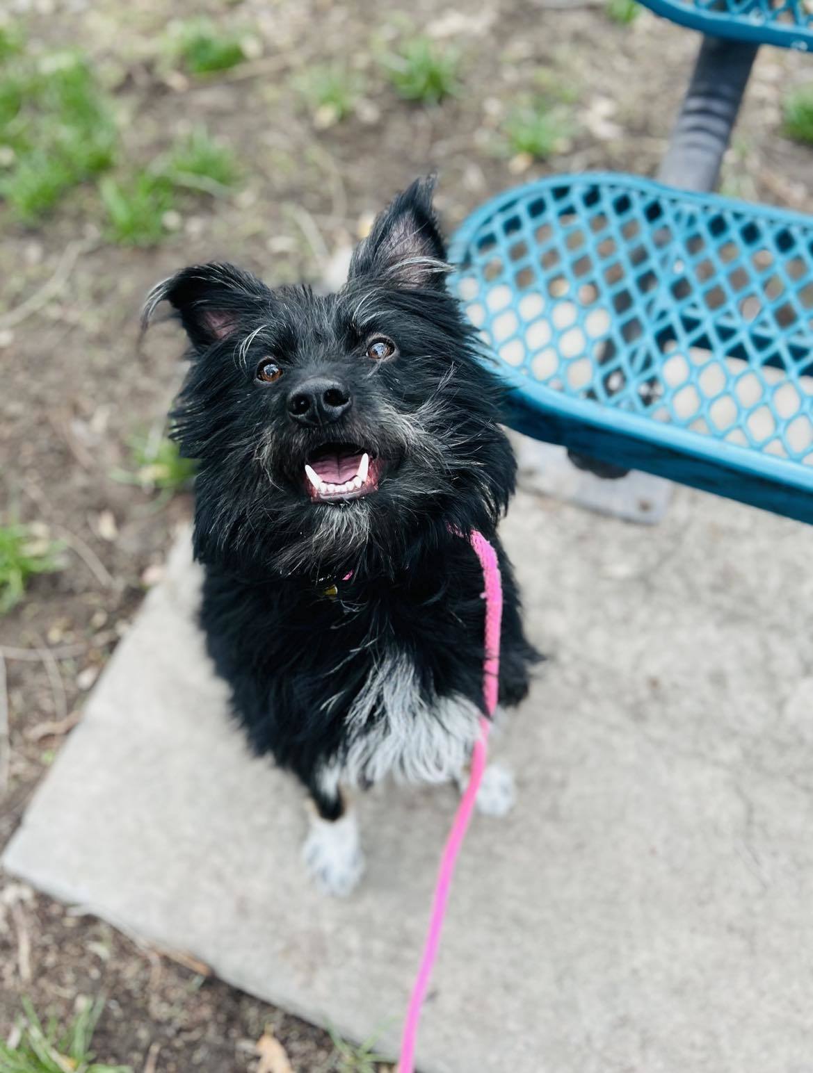 Commander Ryder, an adoptable Terrier in Salt Lake City, UT, 84171 | Photo Image 1