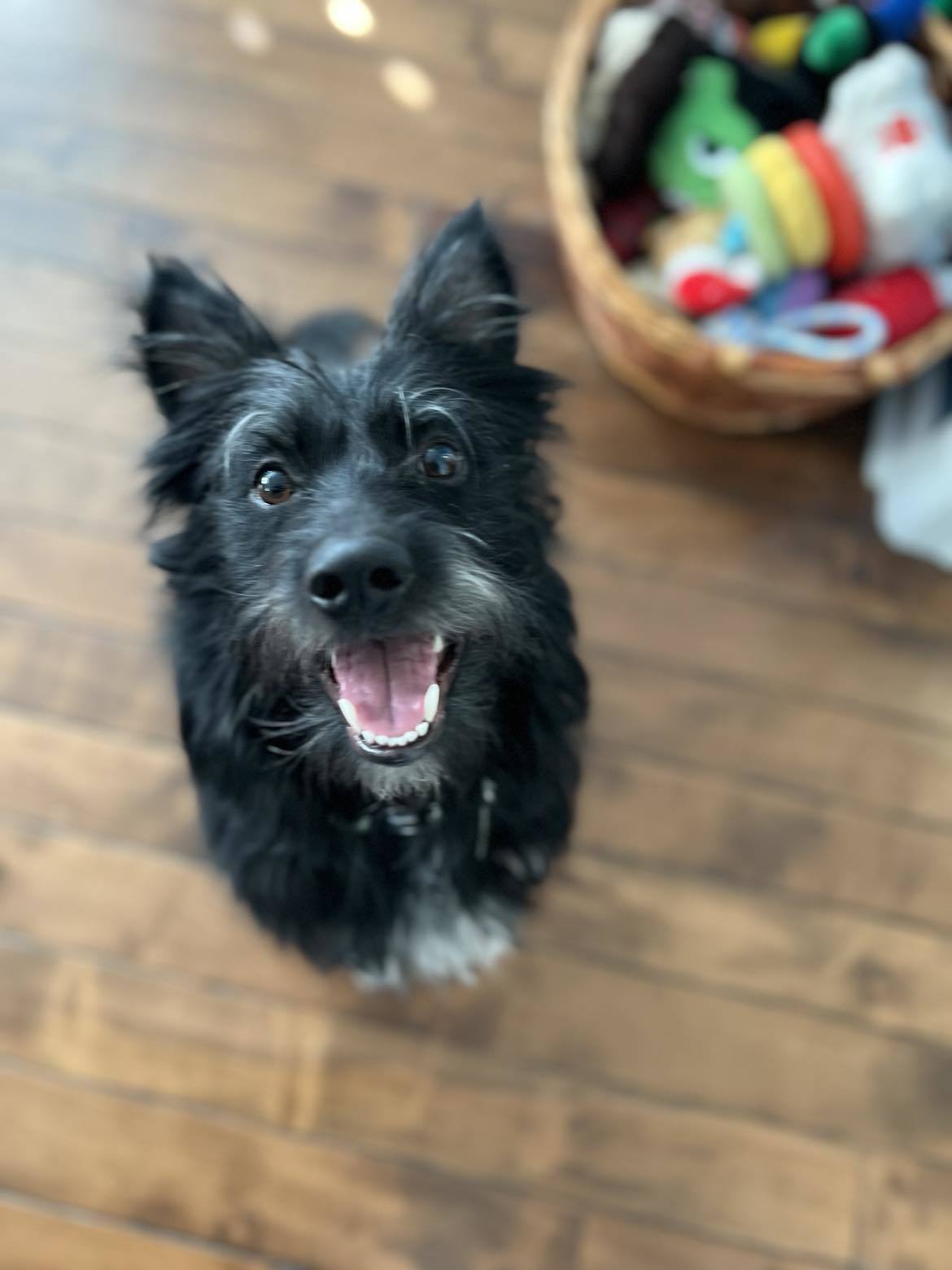 Commander Ryder, an adoptable Terrier in Salt Lake City, UT, 84171 | Photo Image 2