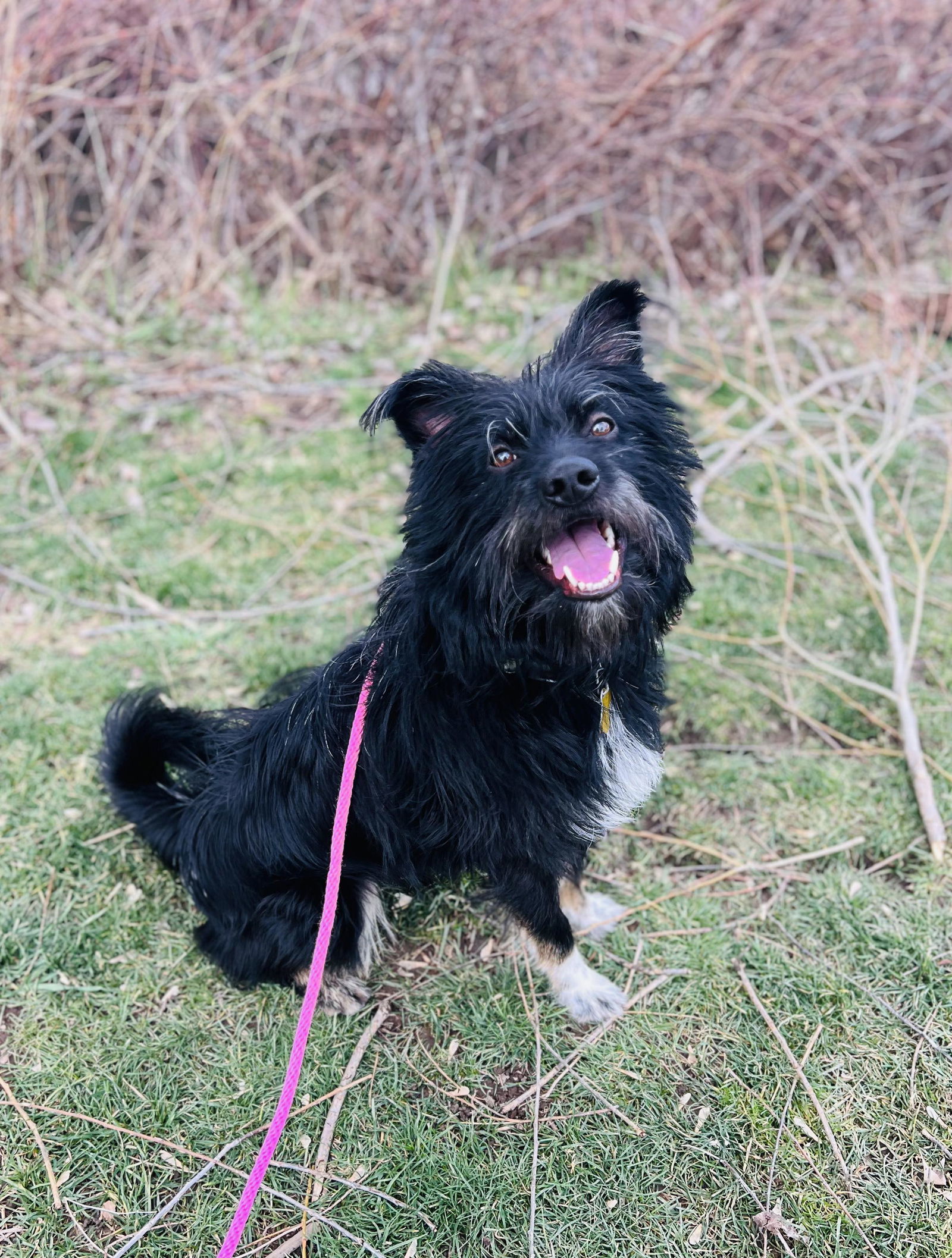 Commander Ryder, an adoptable Terrier in Salt Lake City, UT, 84171 | Photo Image 3