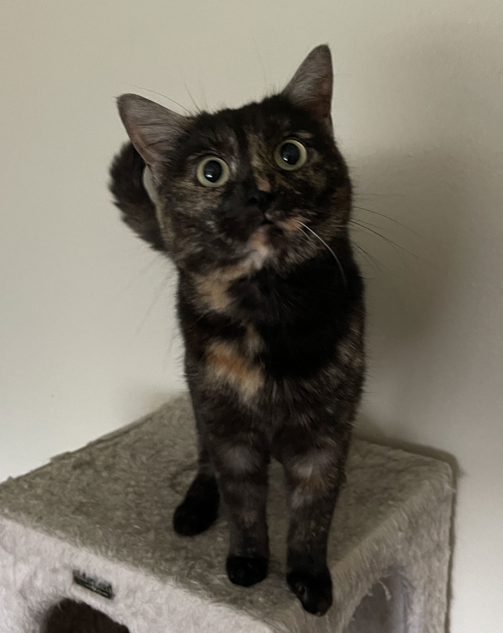 Potato, an adoptable Tortoiseshell, Domestic Short Hair in Mesquite, TX, 75150 | Photo Image 1