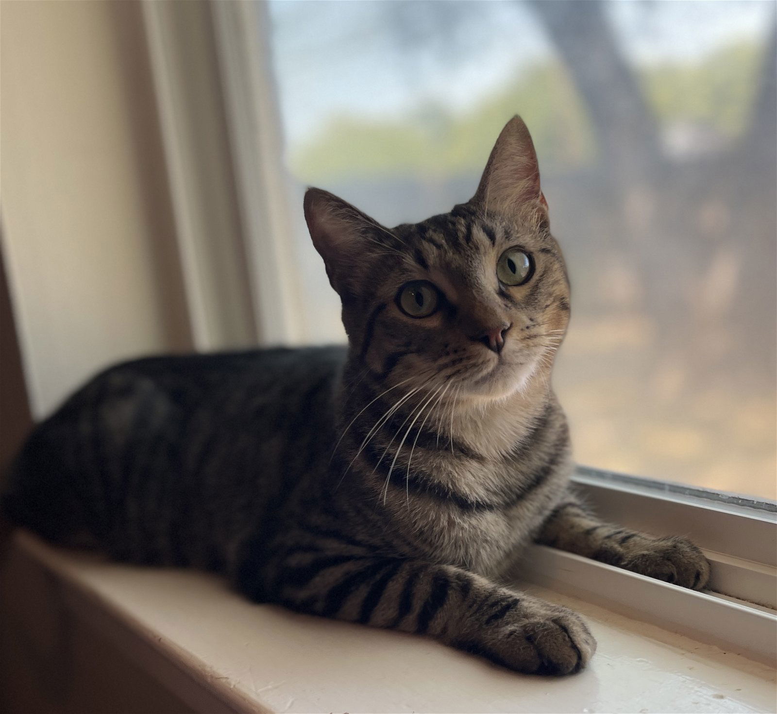 Lalo, an adoptable Domestic Short Hair in Mesquite, TX, 75150 | Photo Image 1
