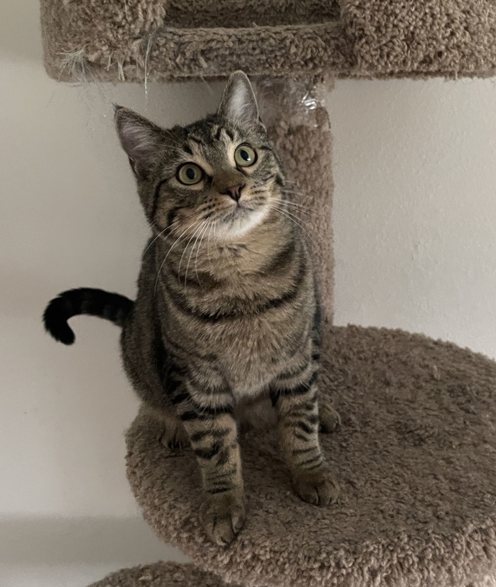 Lalo, an adoptable Domestic Short Hair in Mesquite, TX, 75150 | Photo Image 2