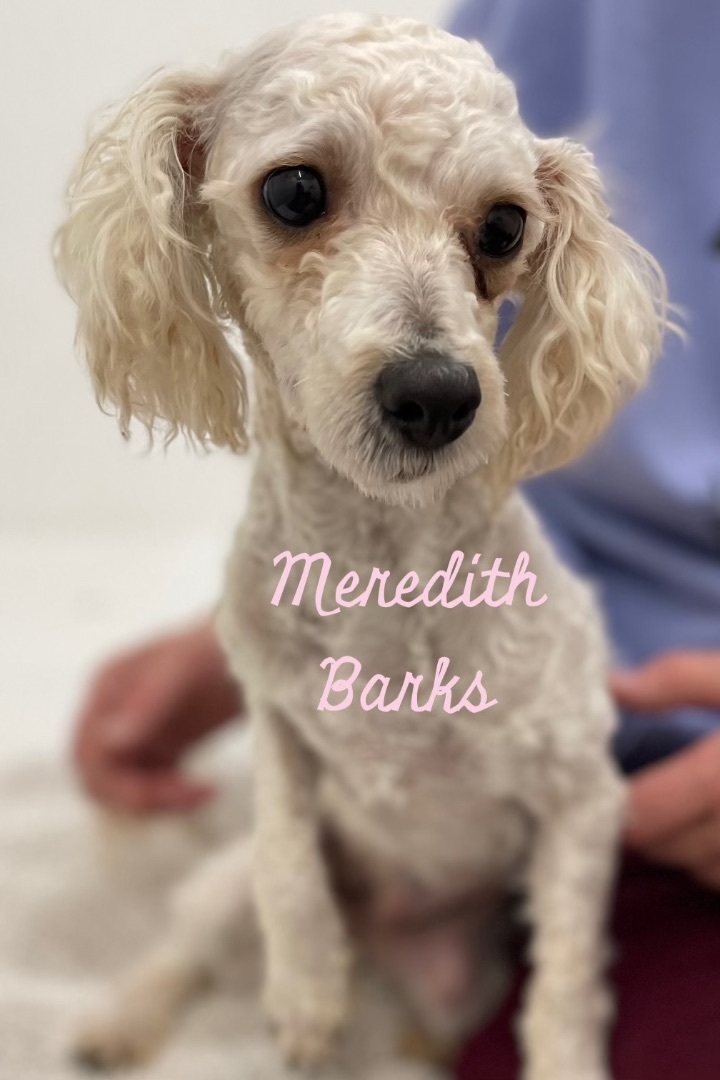 Miniature poodle outlet jacksonville