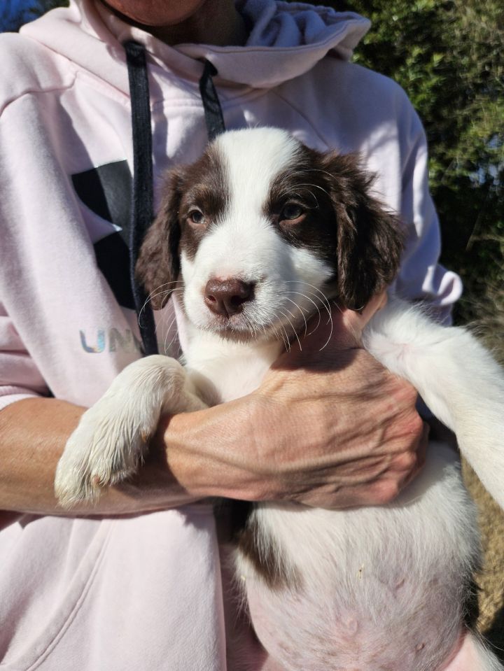 Brittany spaniel hot sale georgia