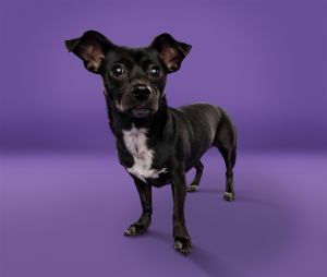Animal Profile Gully is an estimated 3-year-old 12 lb black and white female chihuahua joining us f