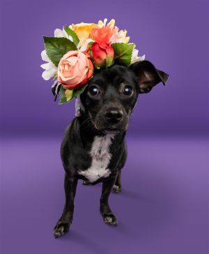 Animal Profile Gully is an estimated 3-year-old 12 lb black and white female chihuahua joining us f
