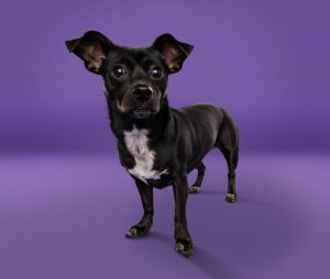 Animal Profile Gully is an estimated 3-year-old black and white female chihuahuaterrier mix joinin