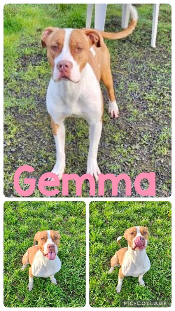 Gemma, an adoptable Pit Bull Terrier in McMinnville, OR, 97128 | Photo Image 2