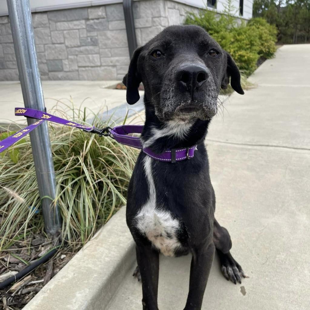 Socks, an adoptable Black Labrador Retriever in Marshall, TX, 75671 | Photo Image 1