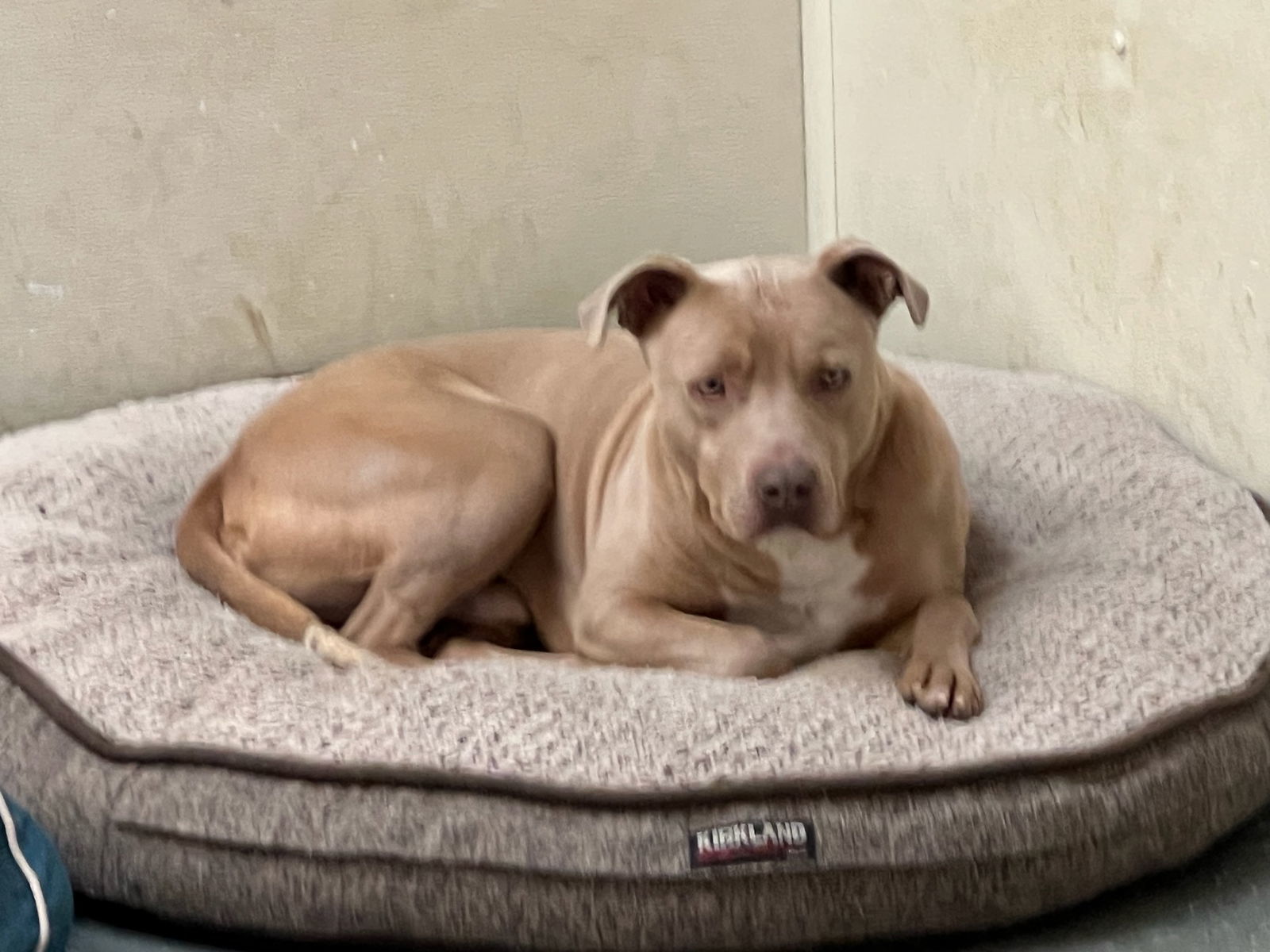 Rocco