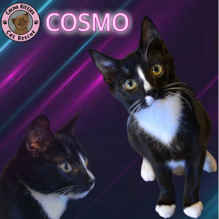 Cosmo 1